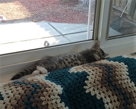 nap on windowsill