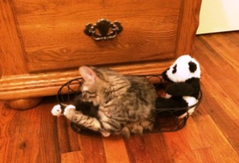 with-panda-in-basket