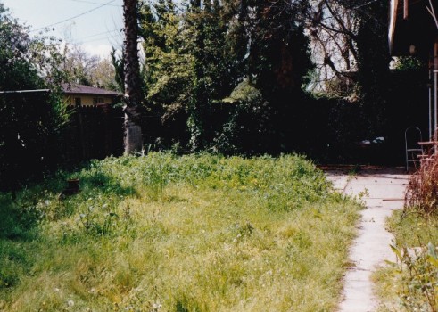 back-yard-overgrown-1