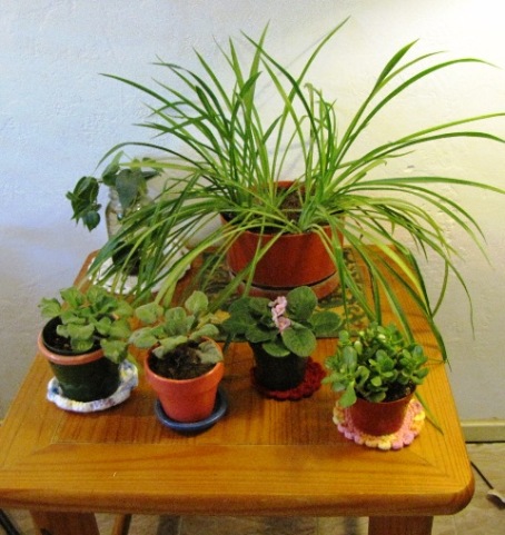 plants-2012