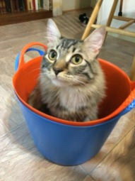 in bucket
