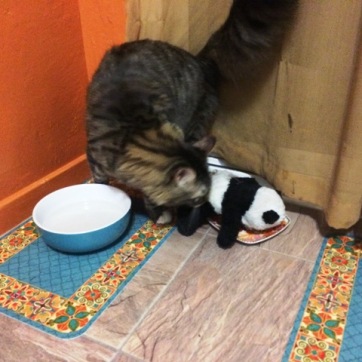 panda in cat food
