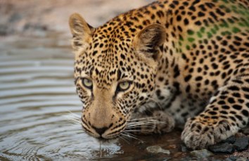 leopard drinking