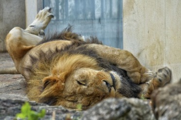 lion sleeping upside down