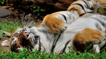 tiger sleeping upside down