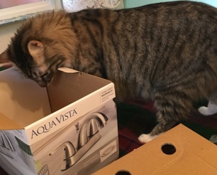 Foster with box