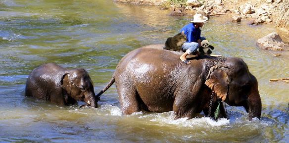 on elephant in water2