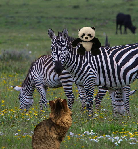 panda on zebra3