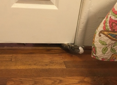 paw under door