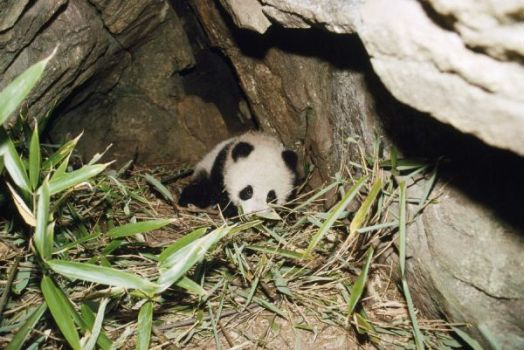 Giant Panda - 4 month old baby in den