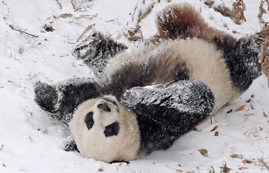 panda in snow
