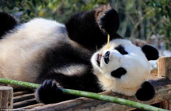 panda lying in sun small