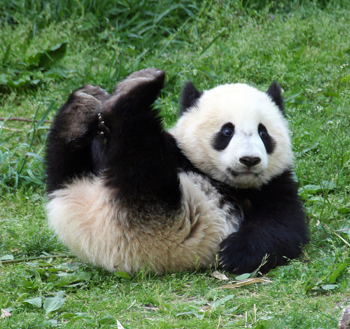 panda rolling around