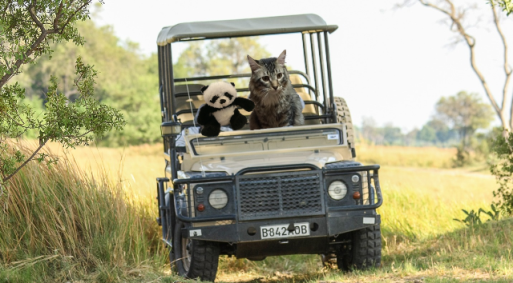 driving jeep safari