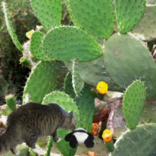at bottom of cactus small