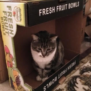 fruit box