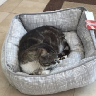 new cat bed