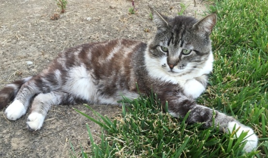 tom cat on grass