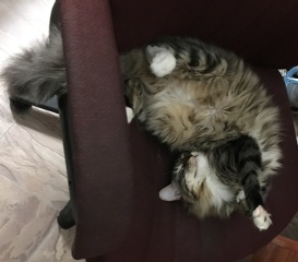 in computer chair