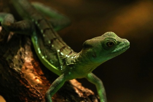 gecko green