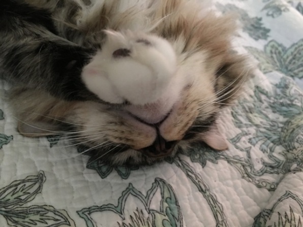 whiskers sleeping upside down