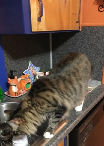 Foster on counter