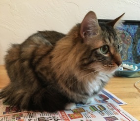 Foster on table with newspaper
