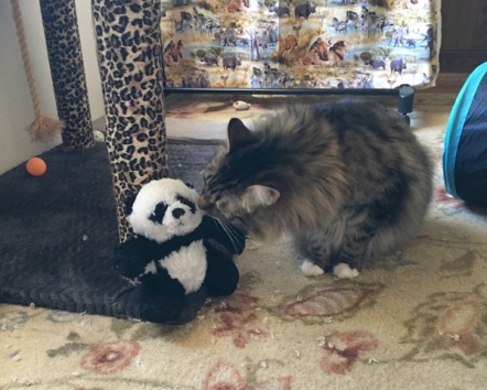 foster sniffing panda