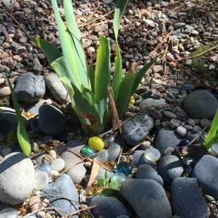 two small iris