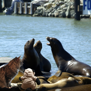 a seals meeting