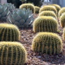 round cacti