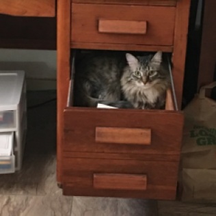 looking out of drawer