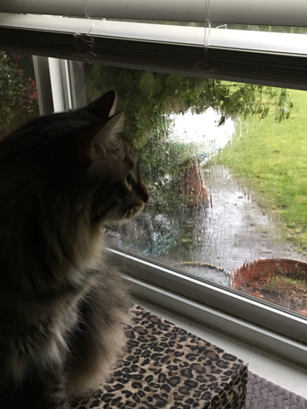 Foster looking at rain 2