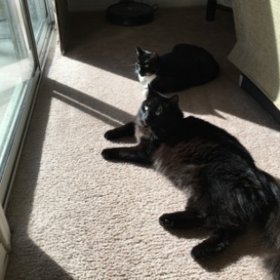 inky and maggie in sun