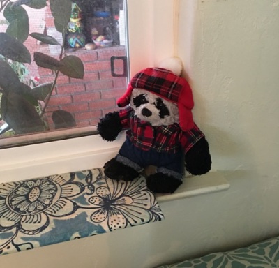 panda on windowsill