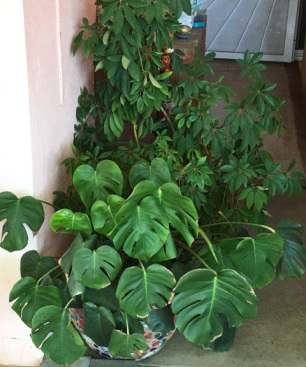 large plants