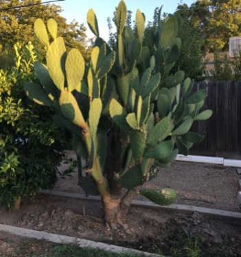 parent cactus