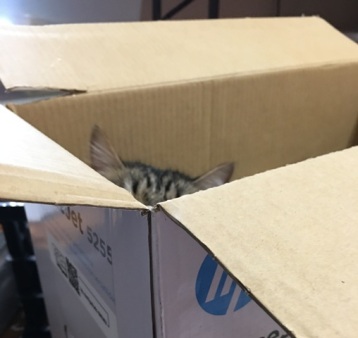 hidden cat