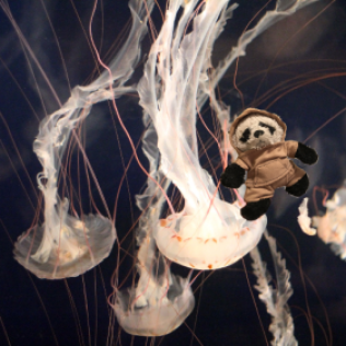 a panda on jellyfish