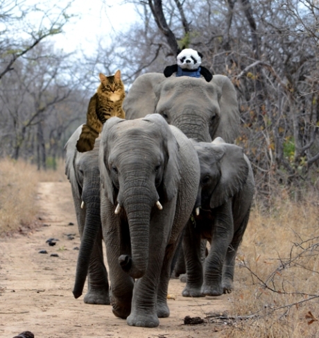 a riding on elephants