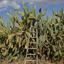 cactus with ladder