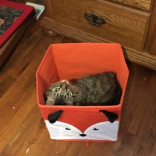 fox box 2