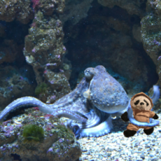 with octopus small