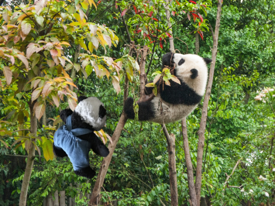 saving panda b