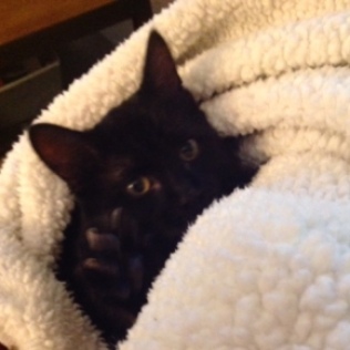 inky with blanket
