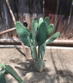 healthy cactus