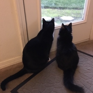 inky and maggie by window