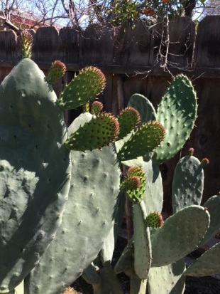 cactus cool lighting