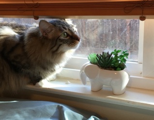 Foster with plant