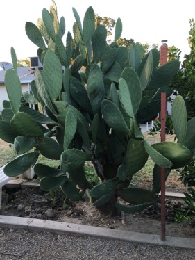 parent cactus 2